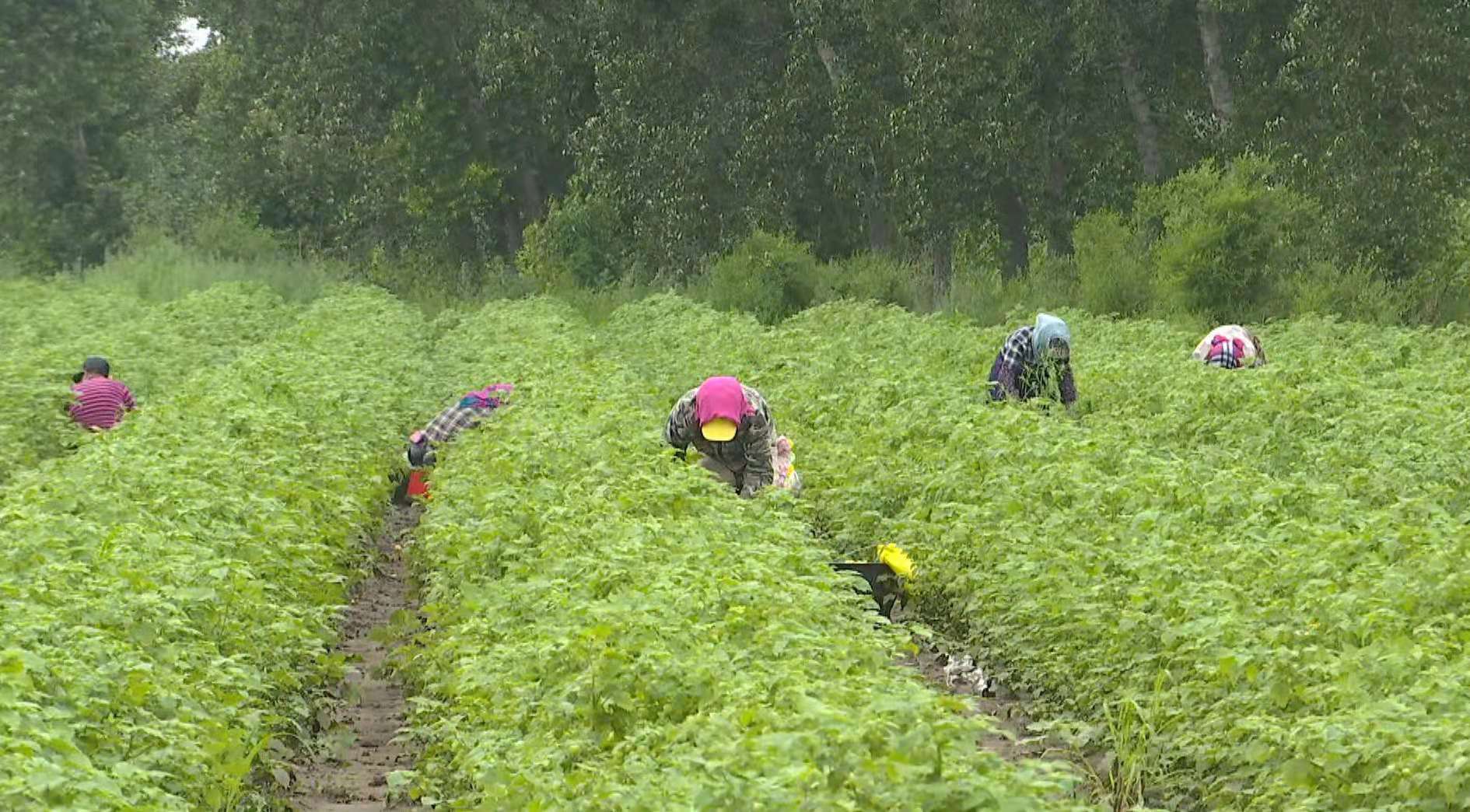 齐齐哈尔小菇娘铺就致富增收“黄金路”