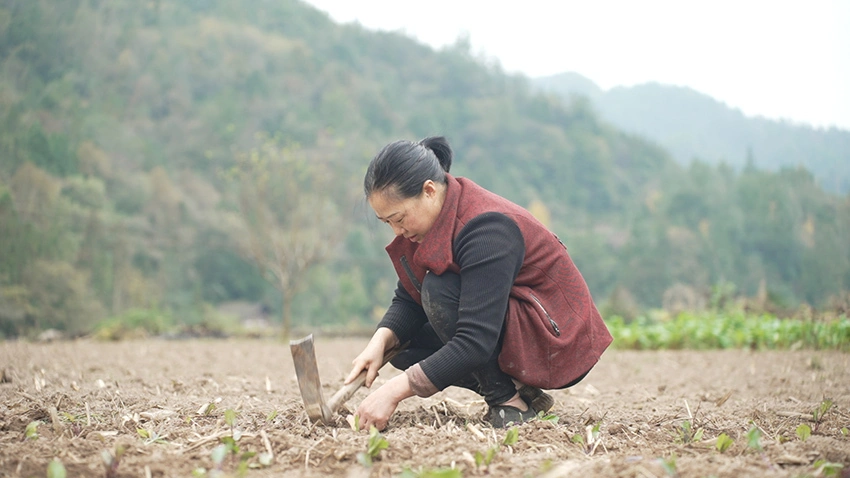 解锁四川万源高山蔬菜振兴致富“密码”