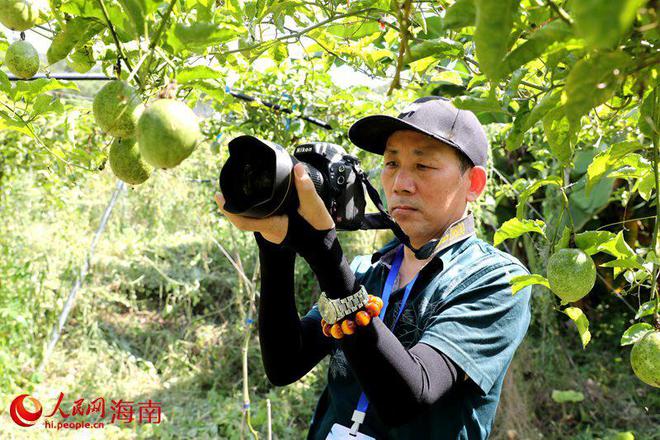 山竹种植技术与方法_山竹种植技术视频_种植山竹的方法