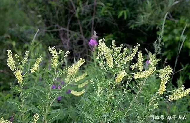 致富中药种植方子是什么_种植中药致富方子_致富中药种植方子图片