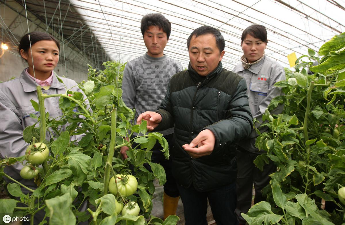 冬季番茄种植技术_番茄冬季种植技术视频_番茄冬天种植