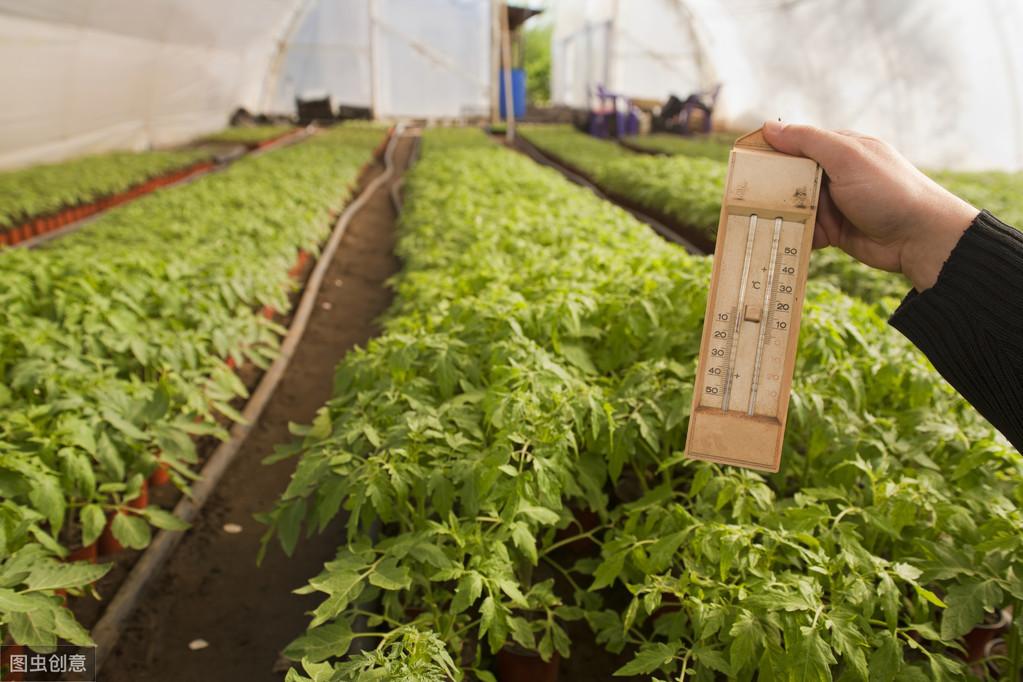 番茄冬天种植_番茄冬季种植技术视频_冬季番茄种植技术