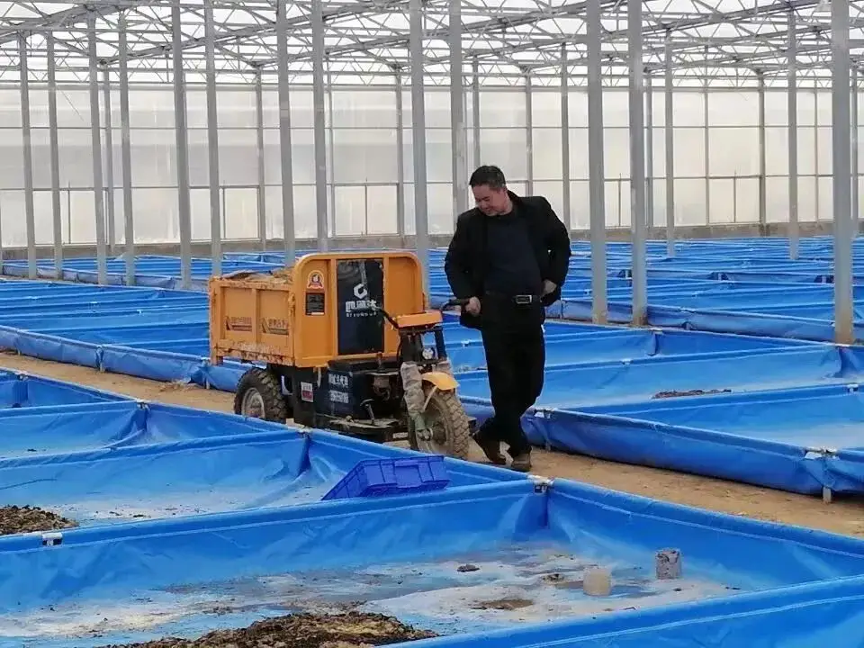 谁有黑水虻制作鸡饲料配方_致富经黑水虻鸡养殖视频_黑水虻养蛋鸡