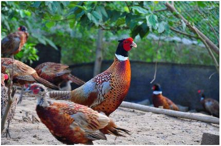 致富养殖黄鳝赚钱吗_黄鳝养殖致富经_致富养殖黄鳝怎么样