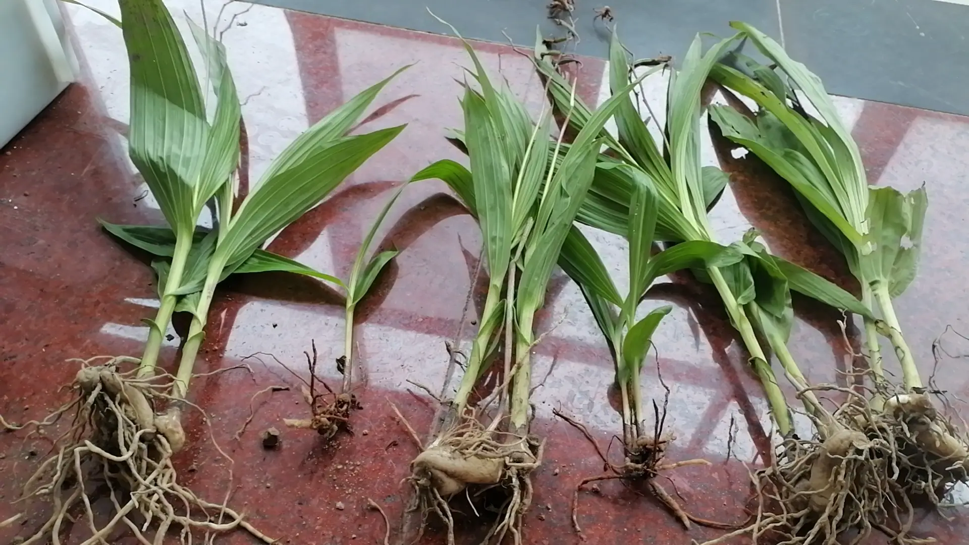 中药材白芨种植技术_种植技术白芨视频_怎样种植白芨技术