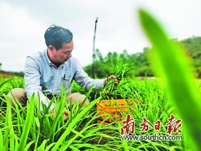 韭菜种植水培技术视频教程_水培韭菜种植技术_韭菜水培技术要点