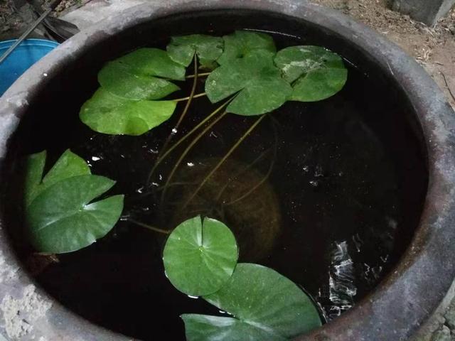 孔雀鱼可真能生，十二三度的水温下还生小鱼，清理鱼池又发现一批