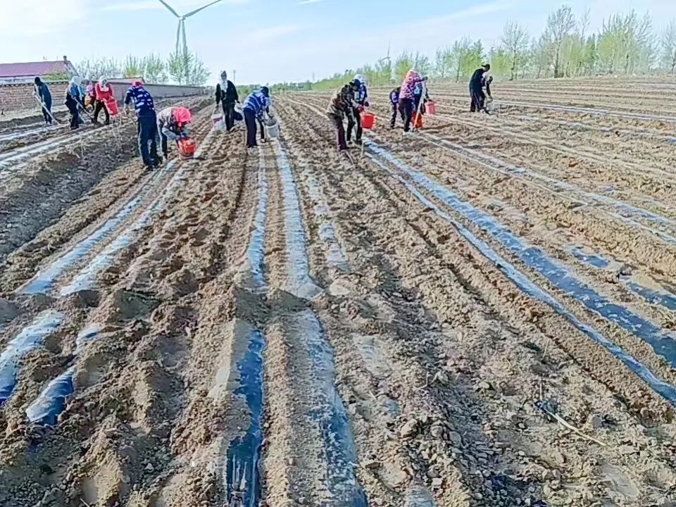 大棚种植药材致富_大棚中药材种植_大棚药材种植成本与利润