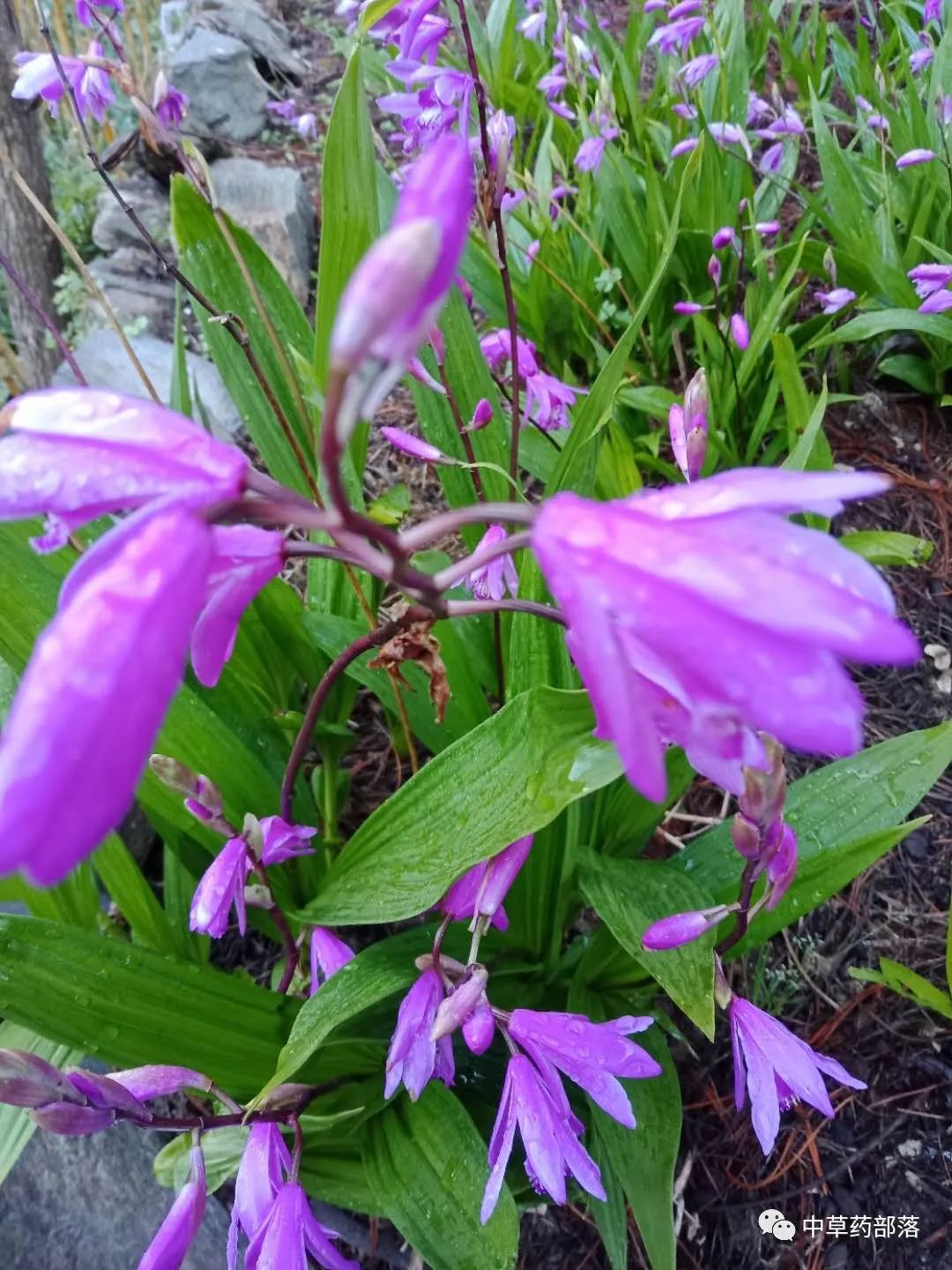 种植技术白芨视频教程_怎样种植白芨技术_白芨种植技术白芨种植方法