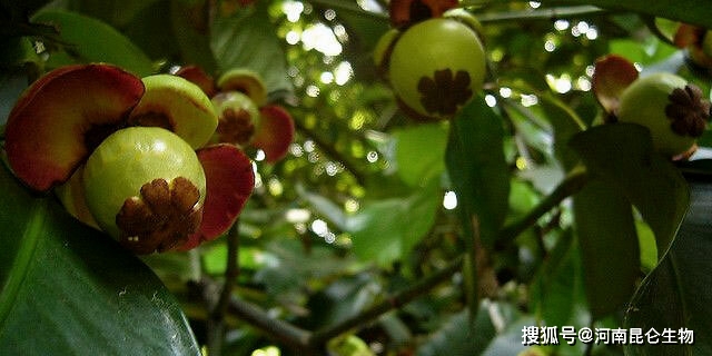 山竹种植技术与方法_种植山竹方法技术视频_种植山竹方法技术有哪些