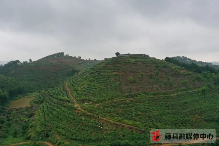 种植果黄皮技术视频_黄皮果的种植技术_黄皮果树种植技术视频