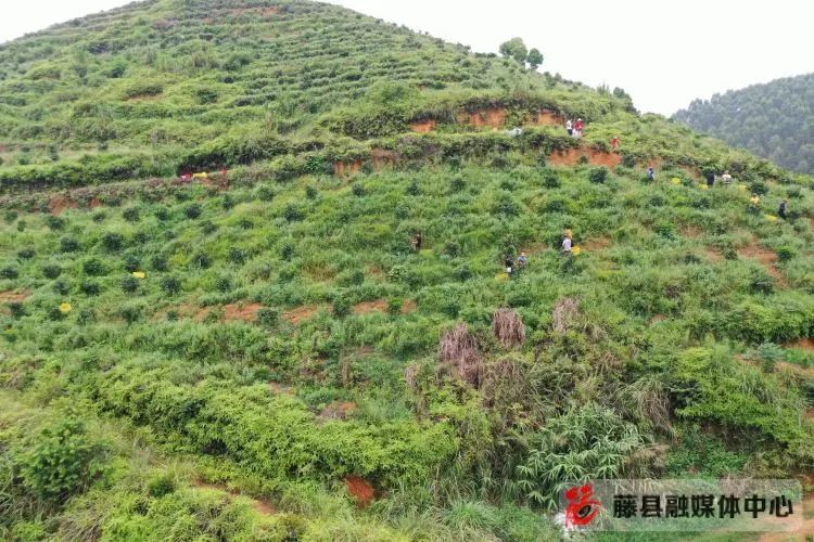 黄皮果的种植技术_黄皮果树种植技术视频_种植果黄皮技术视频