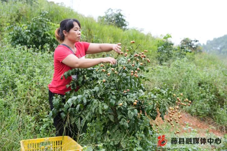 黄皮果的种植技术_黄皮果树种植技术视频_种植果黄皮技术视频