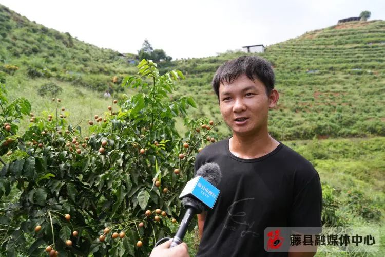 黄皮果树种植技术视频_黄皮果的种植技术_种植果黄皮技术视频