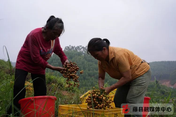 黄皮果树种植技术视频_种植果黄皮技术视频_黄皮果的种植技术