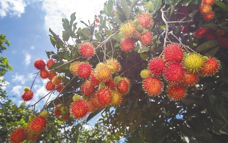 黄皮果的种植技术_种植果黄皮技术要求_种植果黄皮技术要点