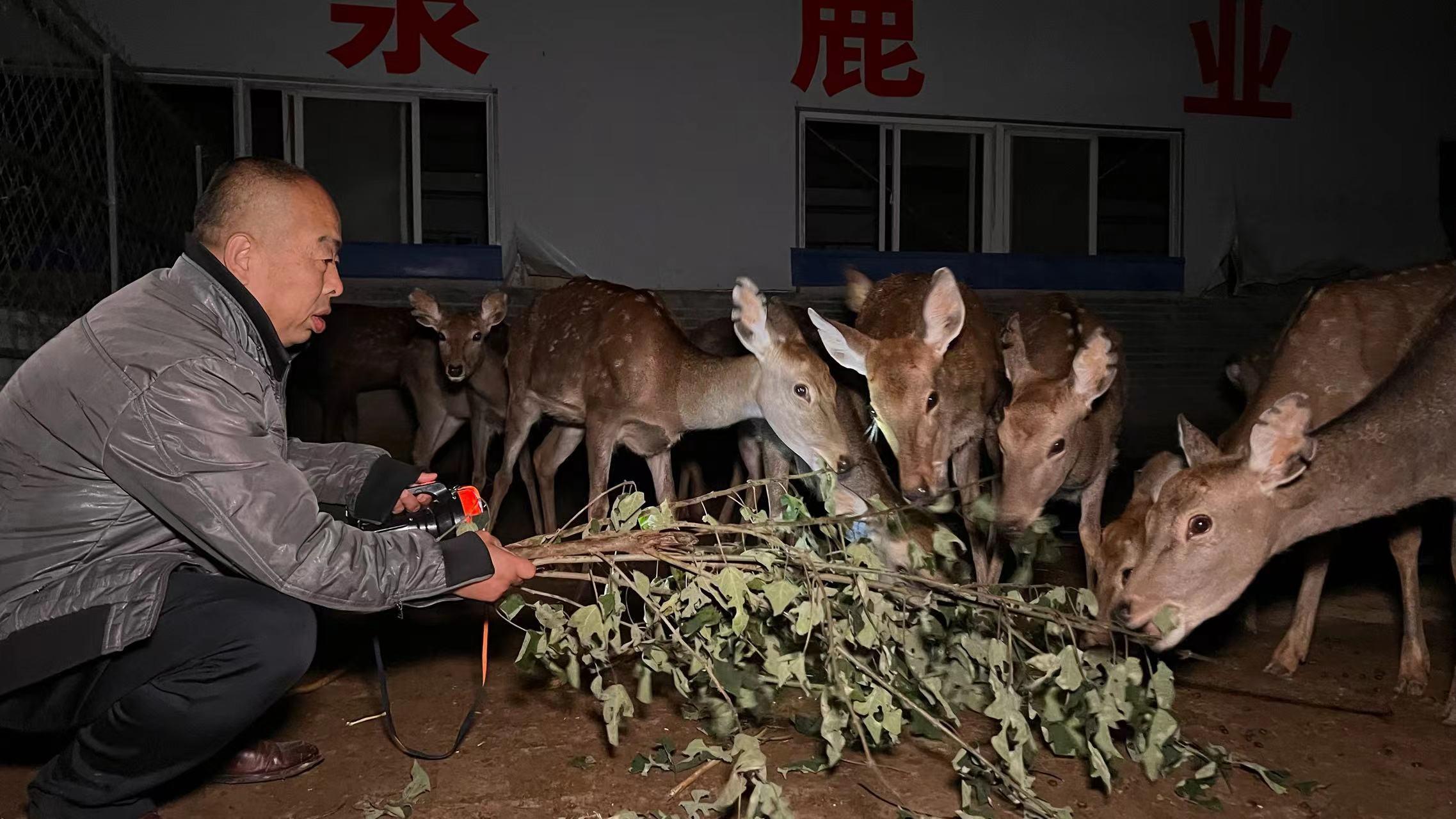 致富经养鹿视频_河北陈继伟养鹿致富经_致富经养鹿