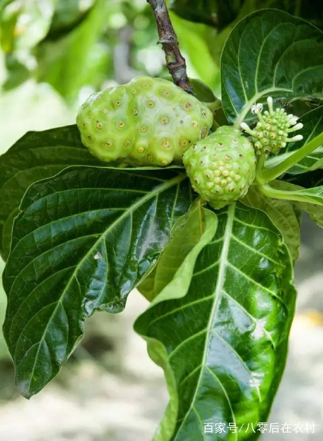 农村这野草，根茎30一斤，人工种植亩产效益1.5万，成农民致富草