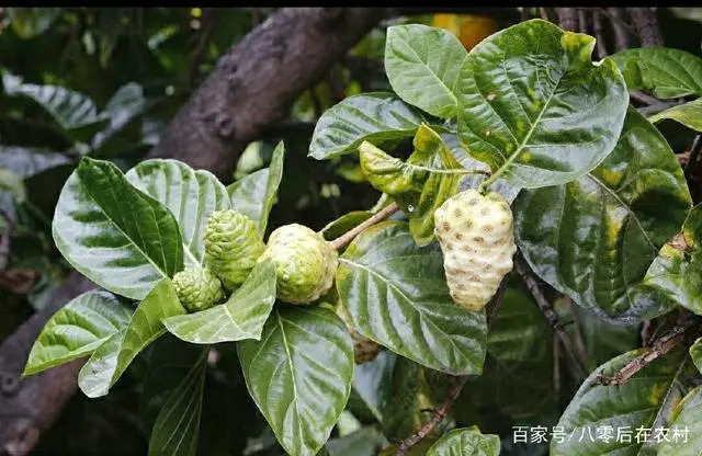 致富经野菜种植_野草种植致富_致富野草种植视频