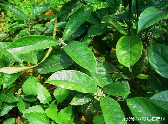 致富野草种植视频_野草种植致富_致富经野菜种植