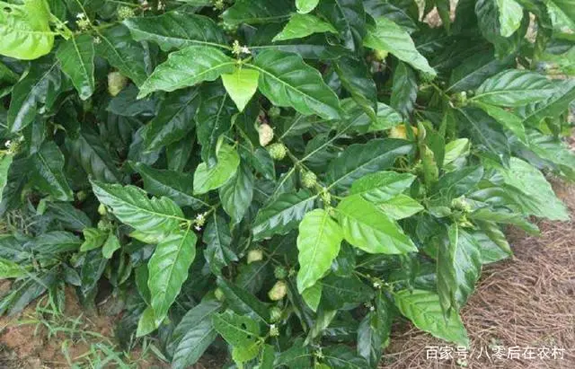 致富经野菜种植_致富野草种植视频_野草种植致富