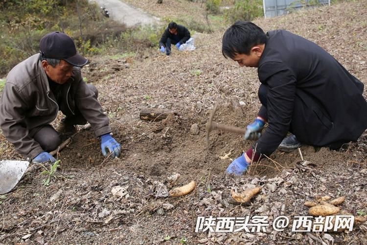 视频丨宁陕山村的天麻美食：新鲜天麻炖土鸡，还可油炸清炒凉拌