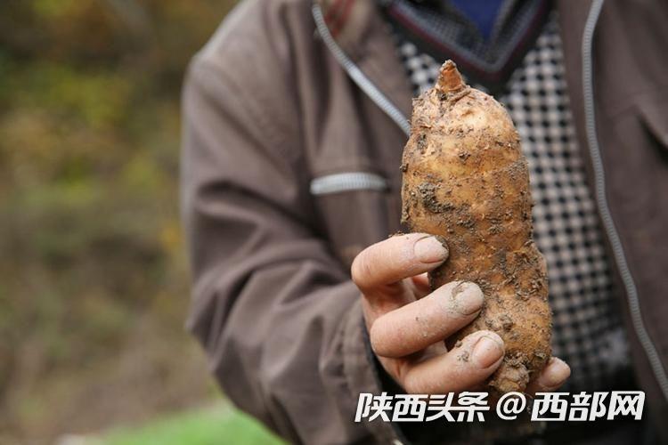 云南天麻种植基地_云南天麻种植技术视频_云南种植天麻多少钱一斤