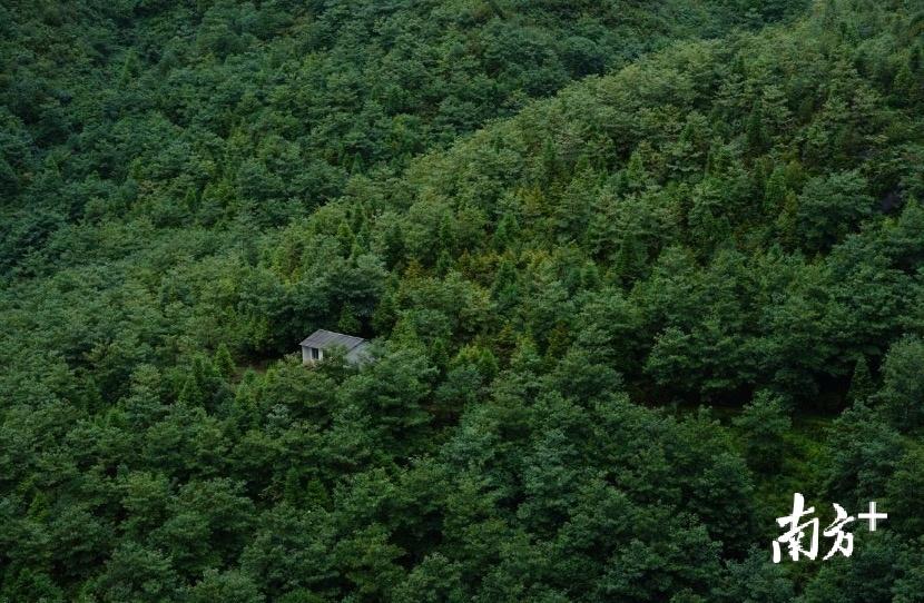 云南天麻种子_云南种天麻的地方是哪里_云南天麻种植技术视频