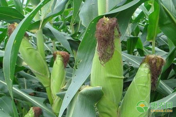 致富玉米甜种植技术要求_致富经甜玉米种植技术_致富经甜玉米种植视频