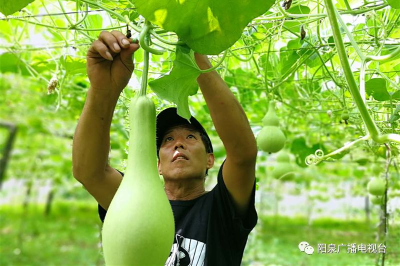 【厉害】小葫芦种出“大效益”！阳泉这个公司有一套（视频）