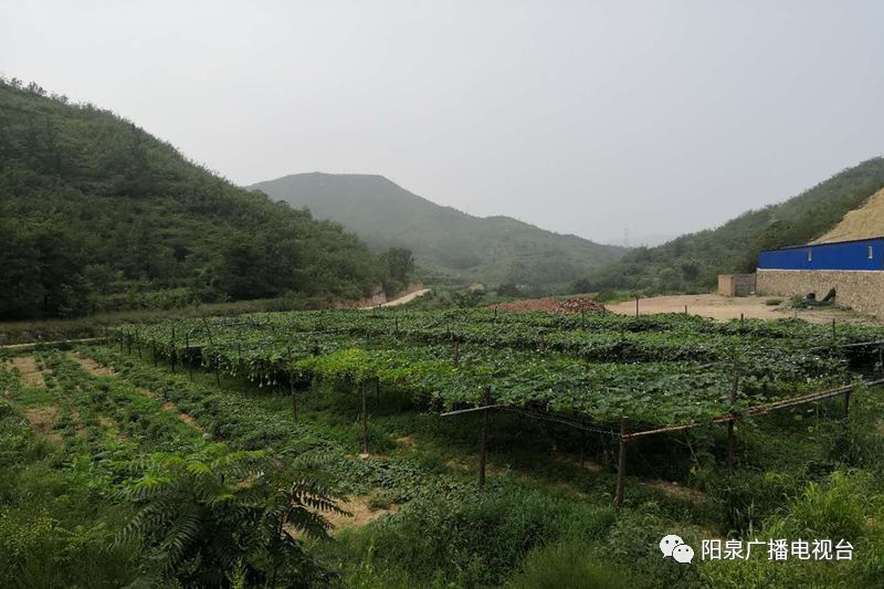 种植葫芦致富视频_葫芦种植视频播放_葫芦种植视频教程