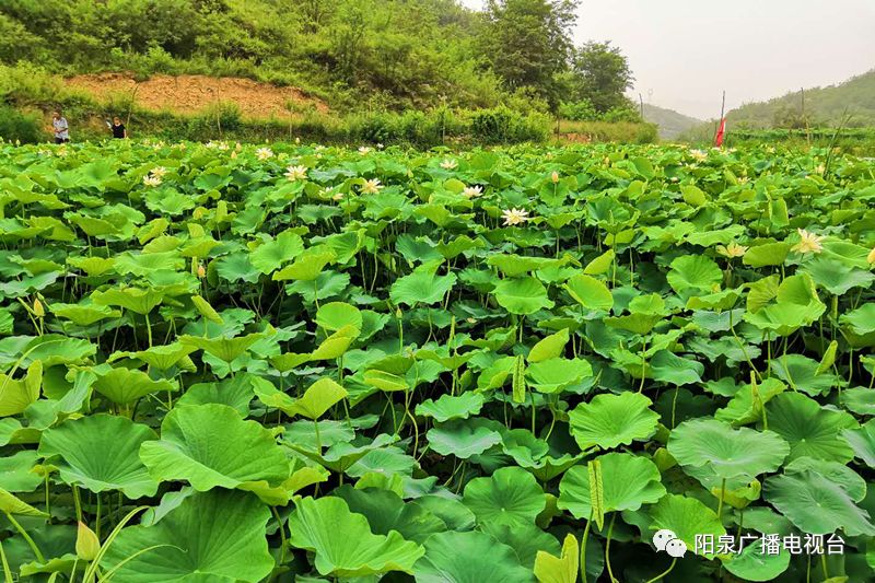 葫芦种植视频教程_葫芦种植视频播放_种植葫芦致富视频