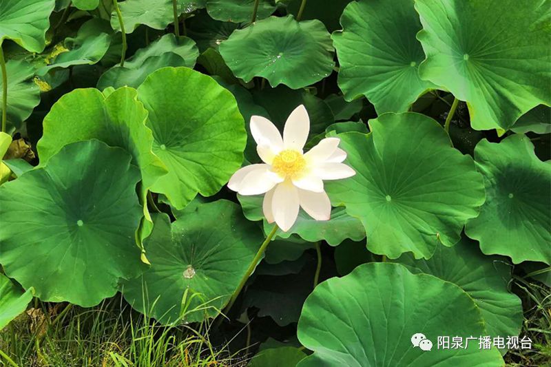 葫芦种植视频播放_葫芦种植视频教程_种植葫芦致富视频