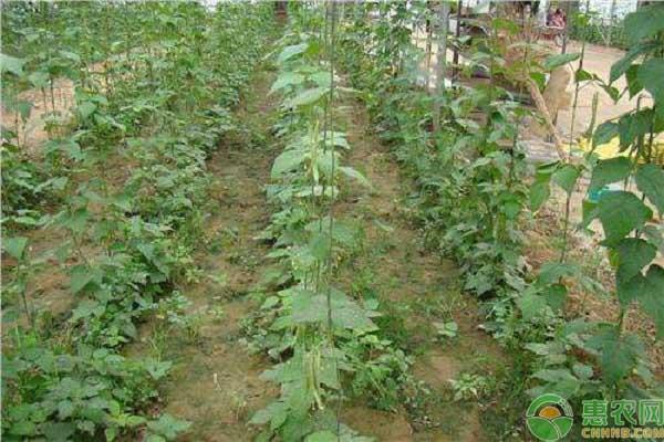 种植野菜成为致富焦点，推荐四种前景好的野菜种植项目