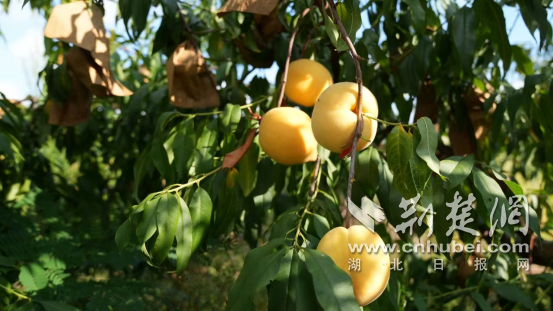 湖北种植什么树最赚钱_湖北种树有哪些_湖北种植致富树