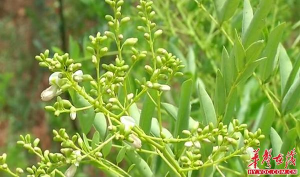 致富经野菜种植_野草种植致富_种草致富经