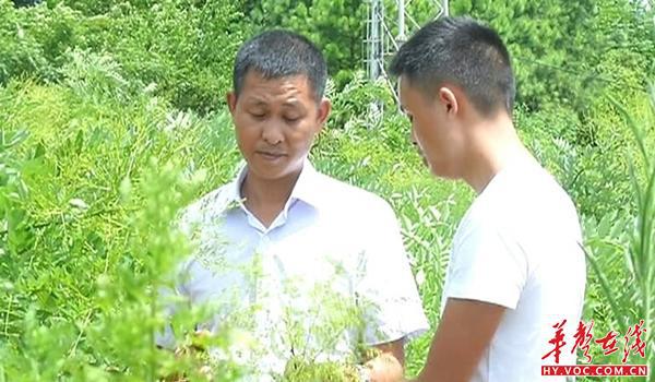 野草种植致富_种草致富经_致富经野菜种植