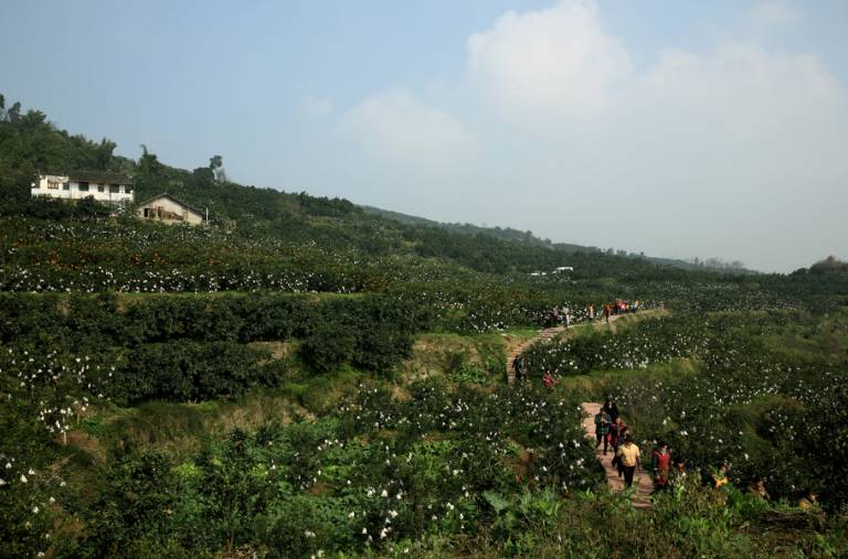 山区种植柑橘的生态效益_致富柑橘种山上能结果吗_致富经山上种柑橘