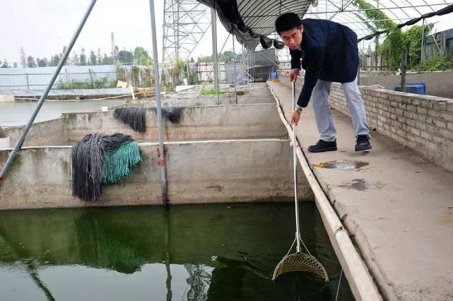 温室甲鱼养殖场_致富经温室养甲鱼视频_温室甲鱼养殖技术视频