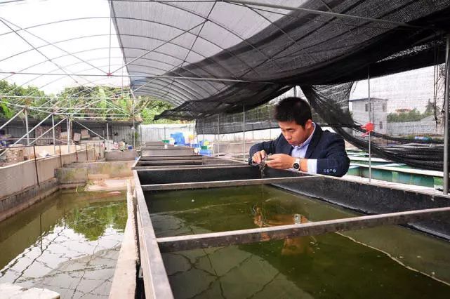 温室甲鱼养殖技术视频_致富经温室养甲鱼视频_温室甲鱼养殖场