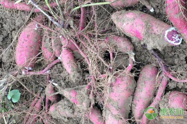 致富玉米甜种植技术视频_甜玉米种植效益_致富经甜玉米种植技术