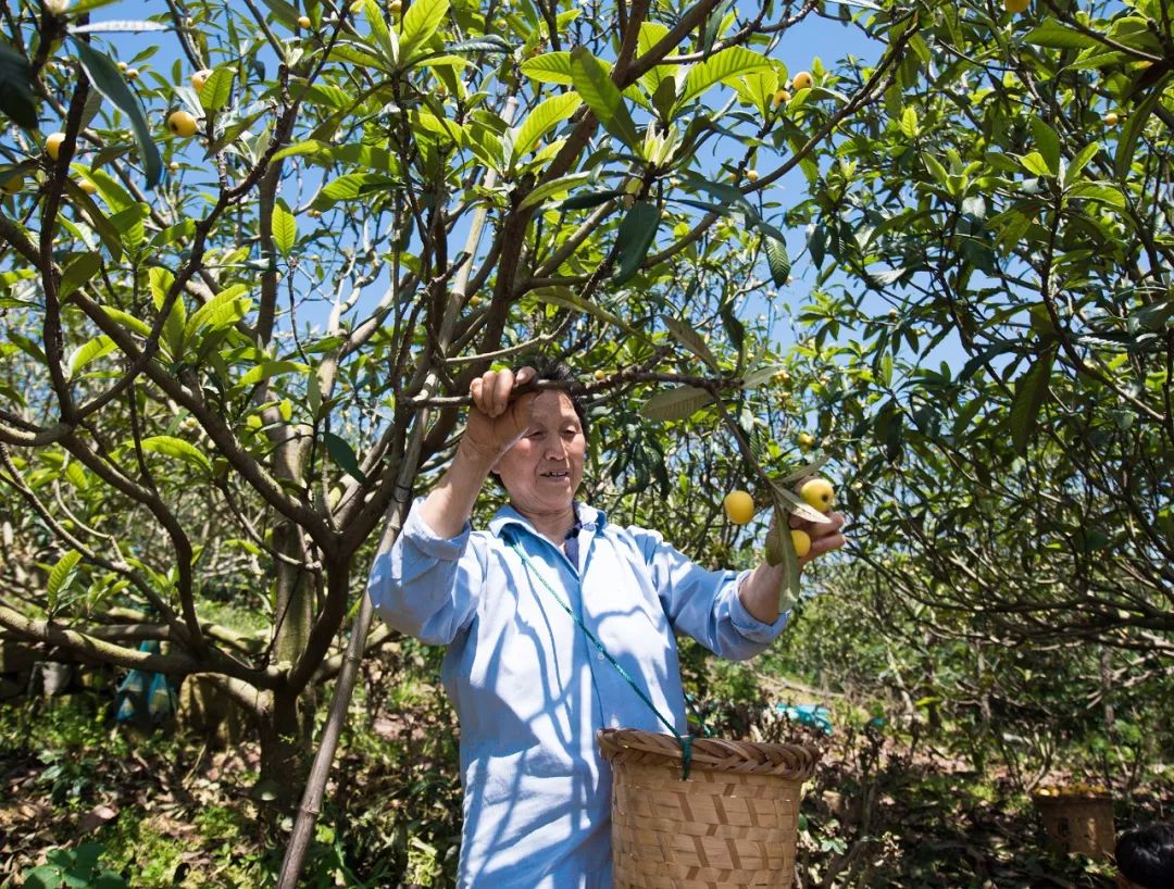 白玉种植树枇杷技术视频_白玉枇杷树种植技术_白玉种植树枇杷技术与管理