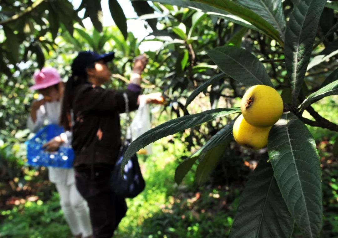 白玉枇杷树种植技术_白玉种植树枇杷技术与管理_白玉种植树枇杷技术视频