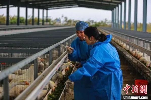 聚焦全国两会|扎根基层的“兽医女博士”：在猪圈鹅场深耕农村共富路