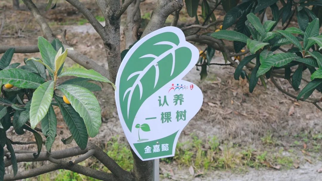 白玉枇杷栽培技术_白玉枇杷树种植技术_白玉种植树枇杷技术与管理