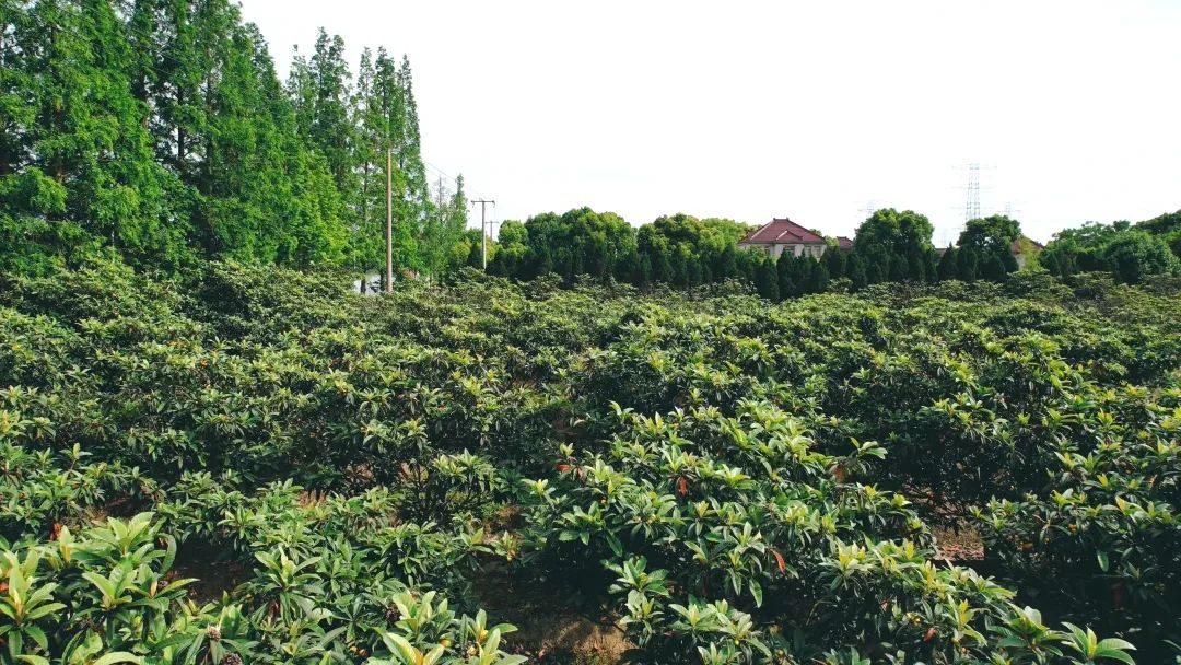 白玉种植树枇杷技术与管理_白玉枇杷栽培技术_白玉枇杷树种植技术