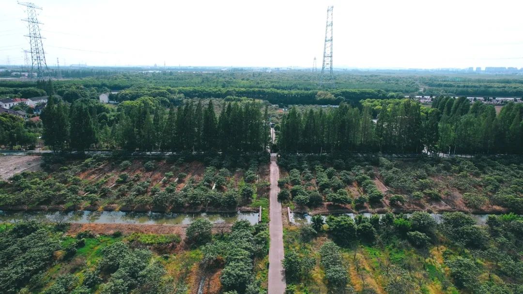 白玉枇杷栽培技术_白玉枇杷树种植技术_白玉种植树枇杷技术与管理