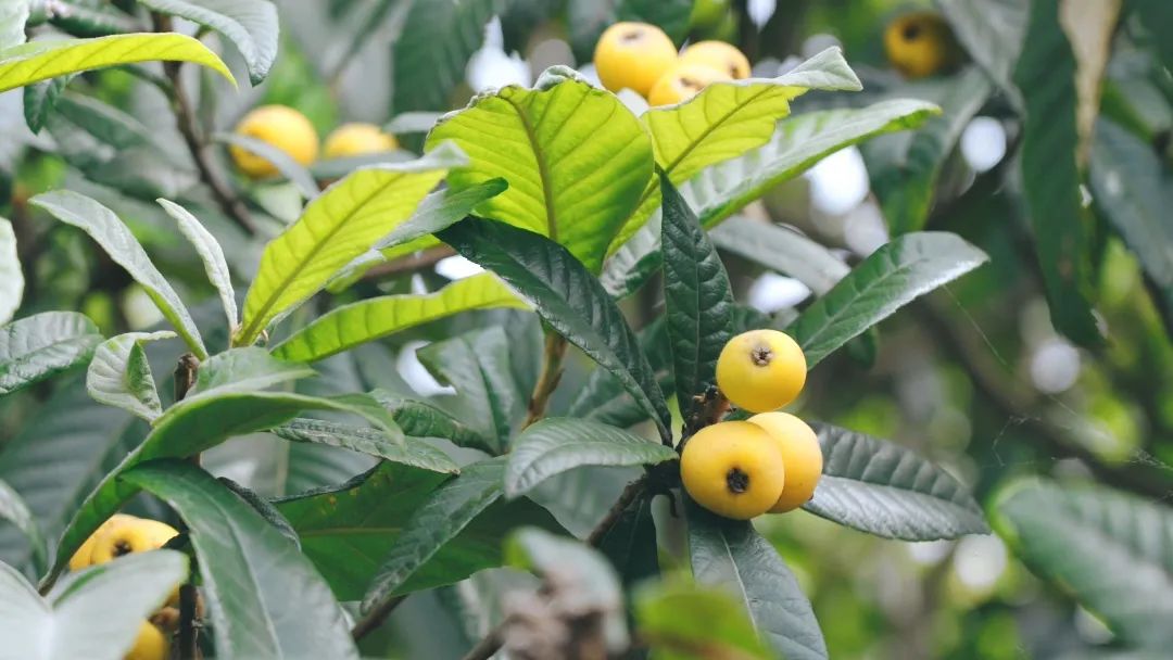 白玉枇杷树种植技术_白玉枇杷栽培技术_白玉种植树枇杷技术与管理