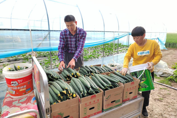 黄瓜种植效益_黄瓜种植致富_致富黄瓜种植视频