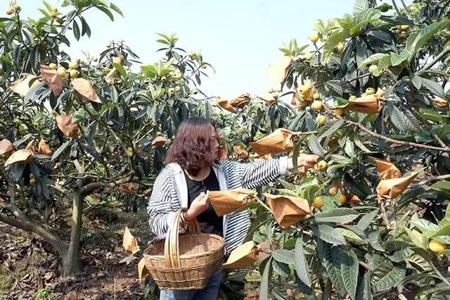 四川绵竹千亩枇杷迎丰收  村民致富甜心头